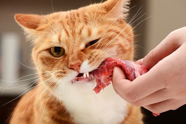 给猫喂食生肉好不好