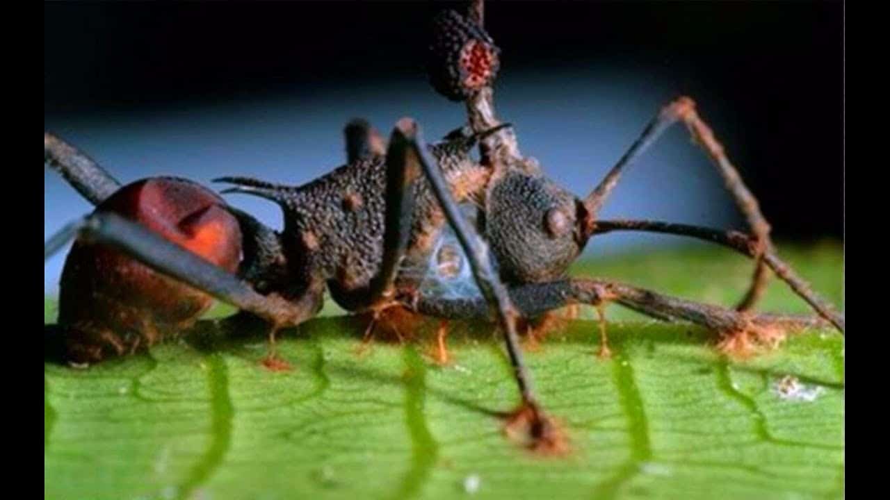 僵尸蚂蚁